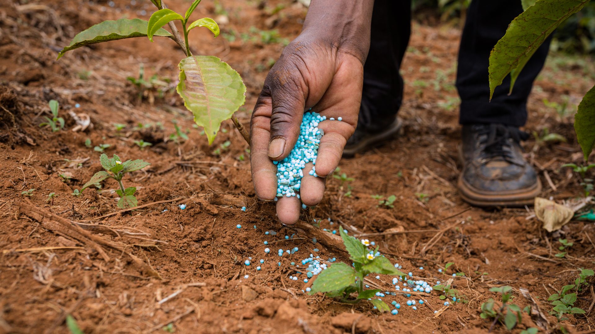 The Long-Term Effect of Chemical Fertilizers on Soil Health