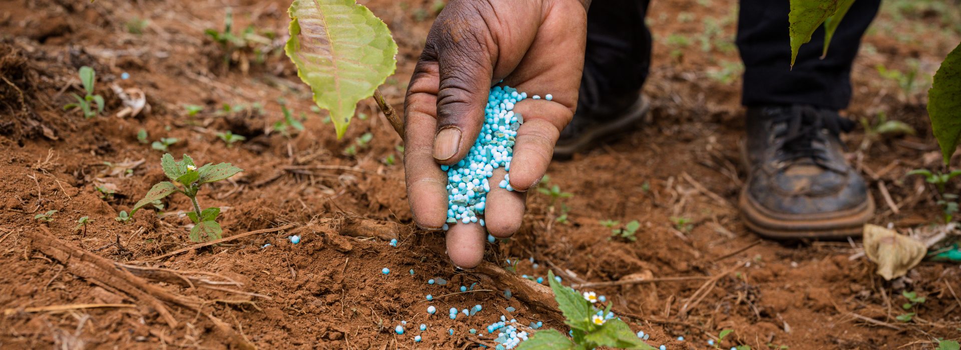 The Long-Term Effect of Chemical Fertilizers on Soil Health