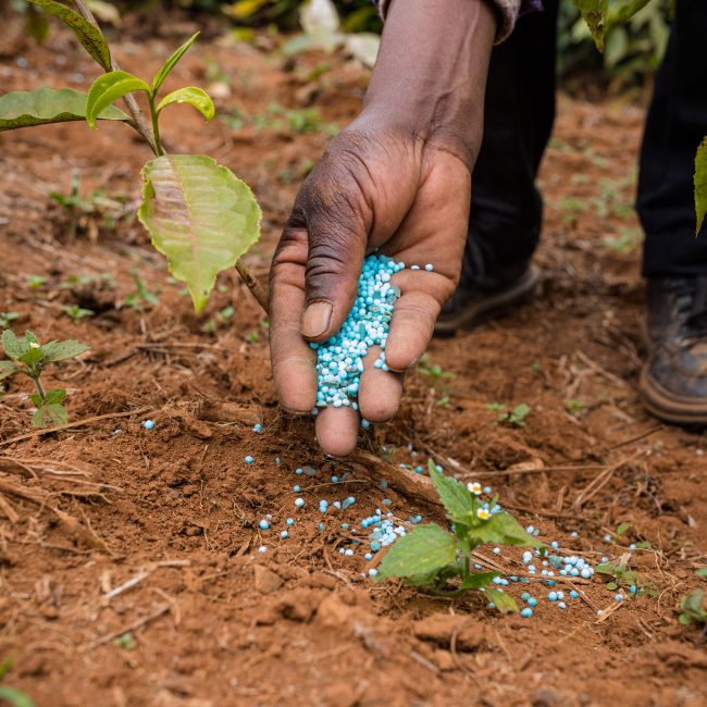 The Long-Term Effect of Chemical Fertilizers on Soil Health