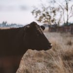 The Power of Regenerative Ranching: A Sustainable Solution for the Future