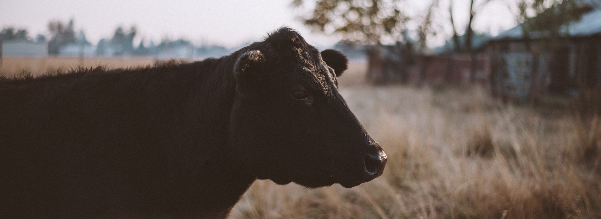 The Power of Regenerative Ranching: A Sustainable Solution for the Future