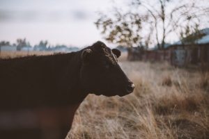 The Power of Regenerative Ranching: A Sustainable Solution for the Future