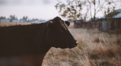 The Power of Regenerative Ranching: A Sustainable Solution for the Future