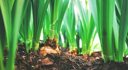 Understanding Cover Cropping for Annual Farming Systems