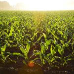 The Top 10 Ways Cover Crops Enhance Soil Health