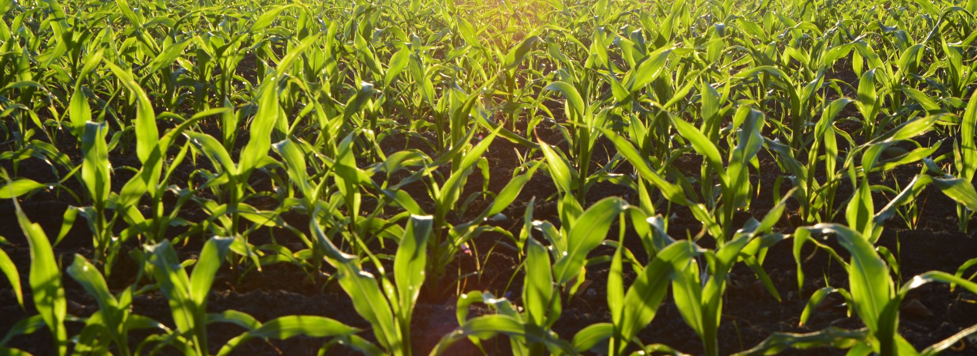 The Top 10 Ways Cover Crops Enhance Soil Health