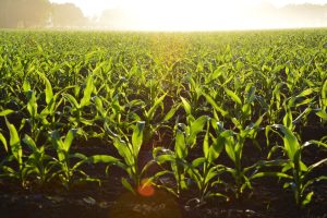 The Top 10 Ways Cover Crops Enhance Soil Health