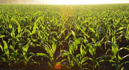 The Top 10 Ways Cover Crops Enhance Soil Health
