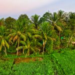 Reviving Barren Lands: An Organic Farming Blueprint Inspired by Varthur Narayana Reddy