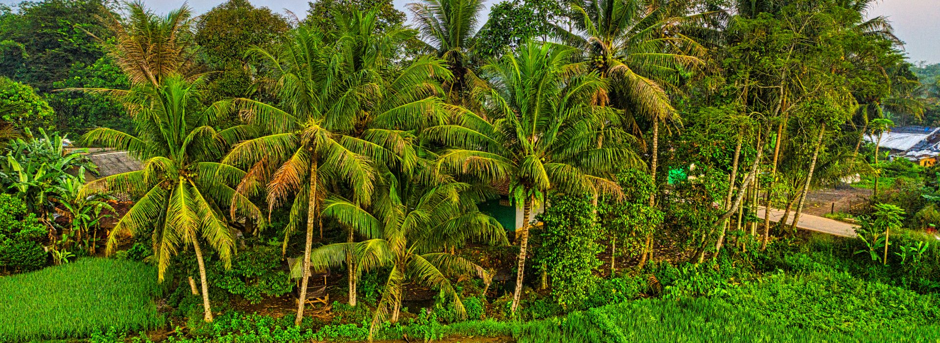 Reviving Barren Lands: An Organic Farming Blueprint Inspired by Varthur Narayana Reddy