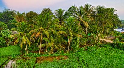 Reviving Barren Lands: An Organic Farming Blueprint Inspired by Varthur Narayana Reddy