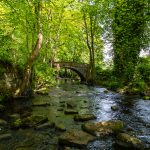 The Miyawaki Method: A Revolutionary Approach to Forest Creation