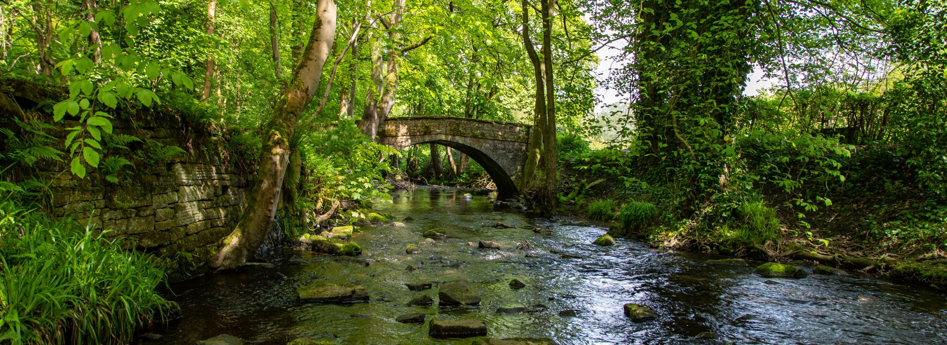 The Miyawaki Method: A Revolutionary Approach to Forest Creation