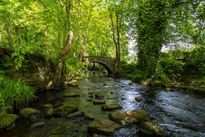 The Miyawaki Method: A Revolutionary Approach to Forest Creation