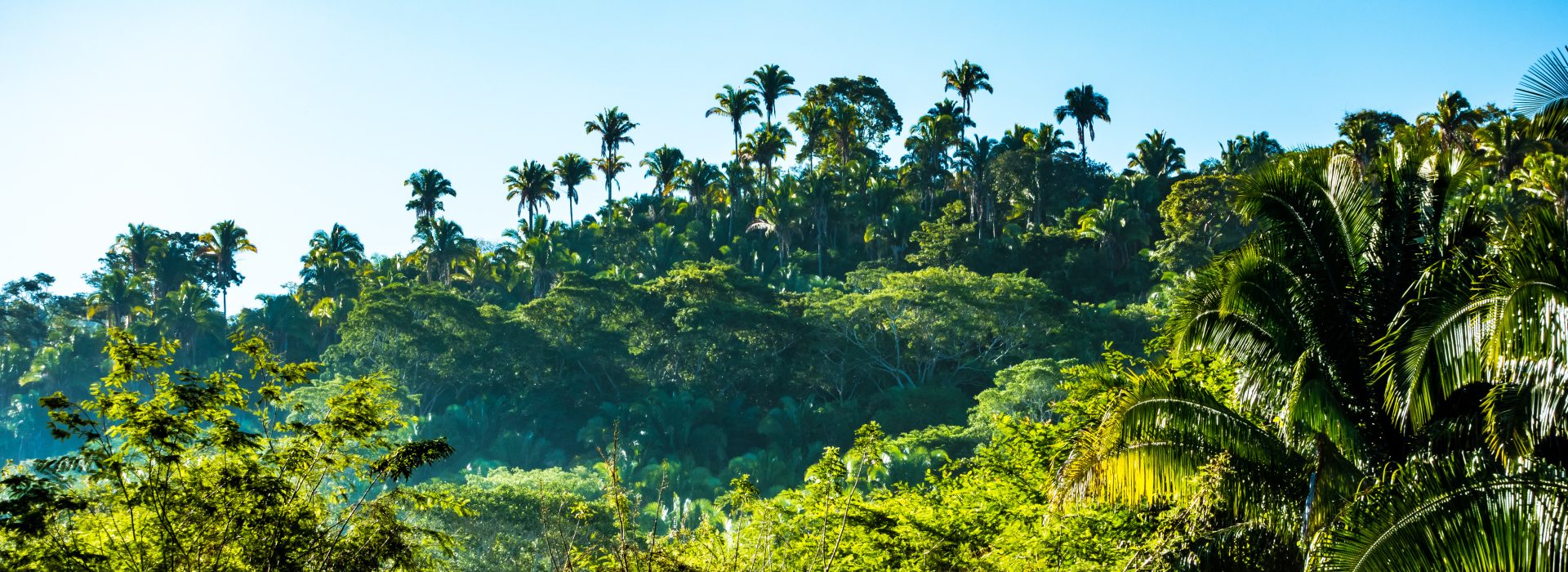 The Symphony of Life: Unraveling the Importance of Biodiversity