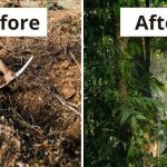 Transforming Small Plots into Lush Food Forests