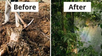 Transforming Small Plots into Lush Food Forests