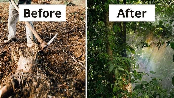 Transforming Small Plots into Lush Food Forests - Nurdunya Videos