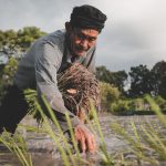 Harmony with Nature: The Core Principles of Masanobu Fukuoka’s ‘Do-Nothing’ Farming Method