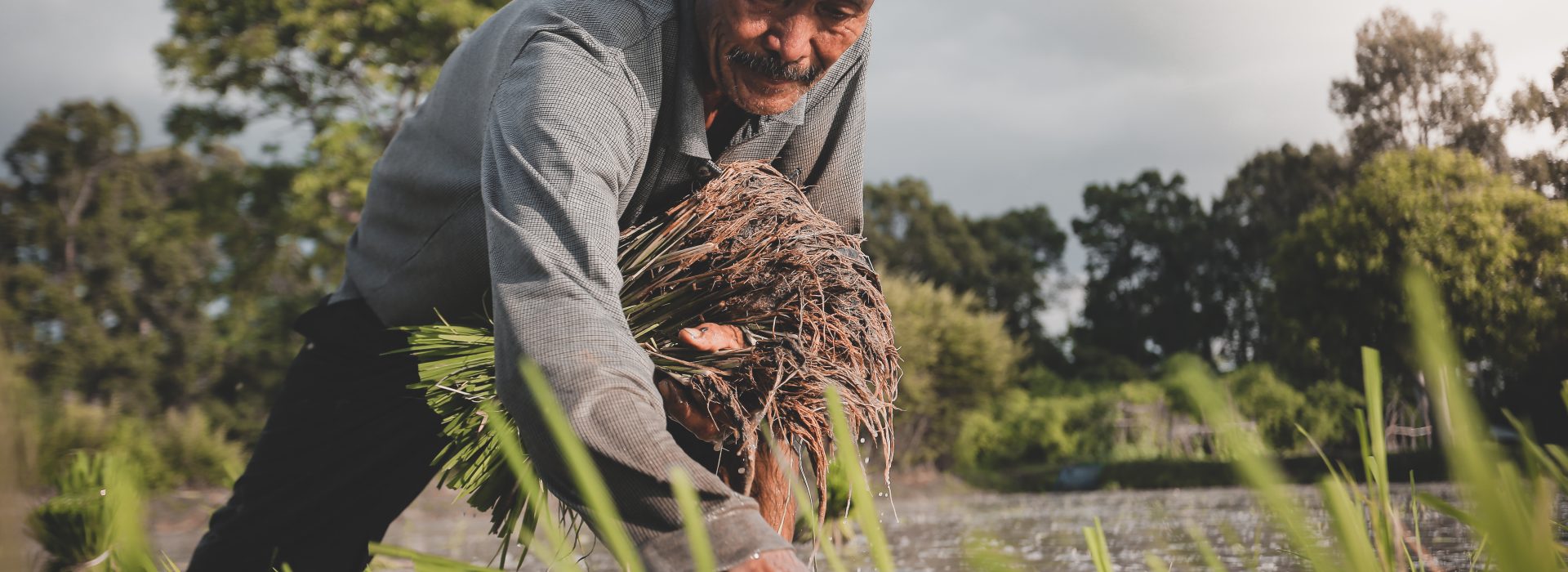 Harmony with Nature: The Core Principles of Masanobu Fukuoka’s ‘Do-Nothing’ Farming Method