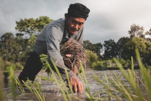 Harmony with Nature: The Core Principles of Masanobu Fukuoka’s ‘Do-Nothing’ Farming Method
