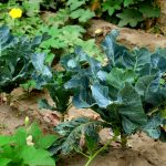 Embracing Nature’s Rhythms: A Step-by-Step Guide to Masanobu Fukuoka’s Farming Principles for a 5-Acre Plot