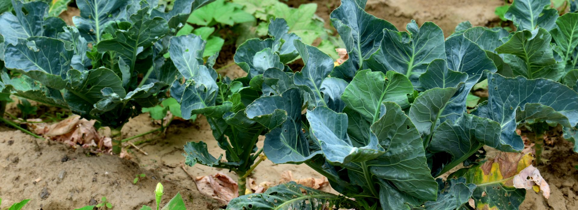 Embracing Nature’s Rhythms: A Step-by-Step Guide to Masanobu Fukuoka’s Farming Principles for a 5-Acre Plot