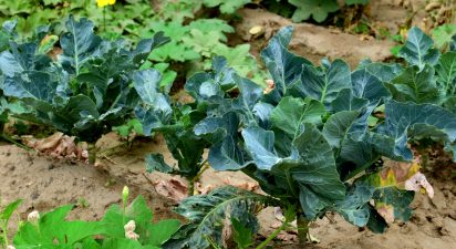 Embracing Nature’s Rhythms: A Step-by-Step Guide to Masanobu Fukuoka’s Farming Principles for a 5-Acre Plot