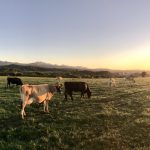 Debating the Role of Livestock in Regenerative Agriculture: Allan Savory vs George Monbiot