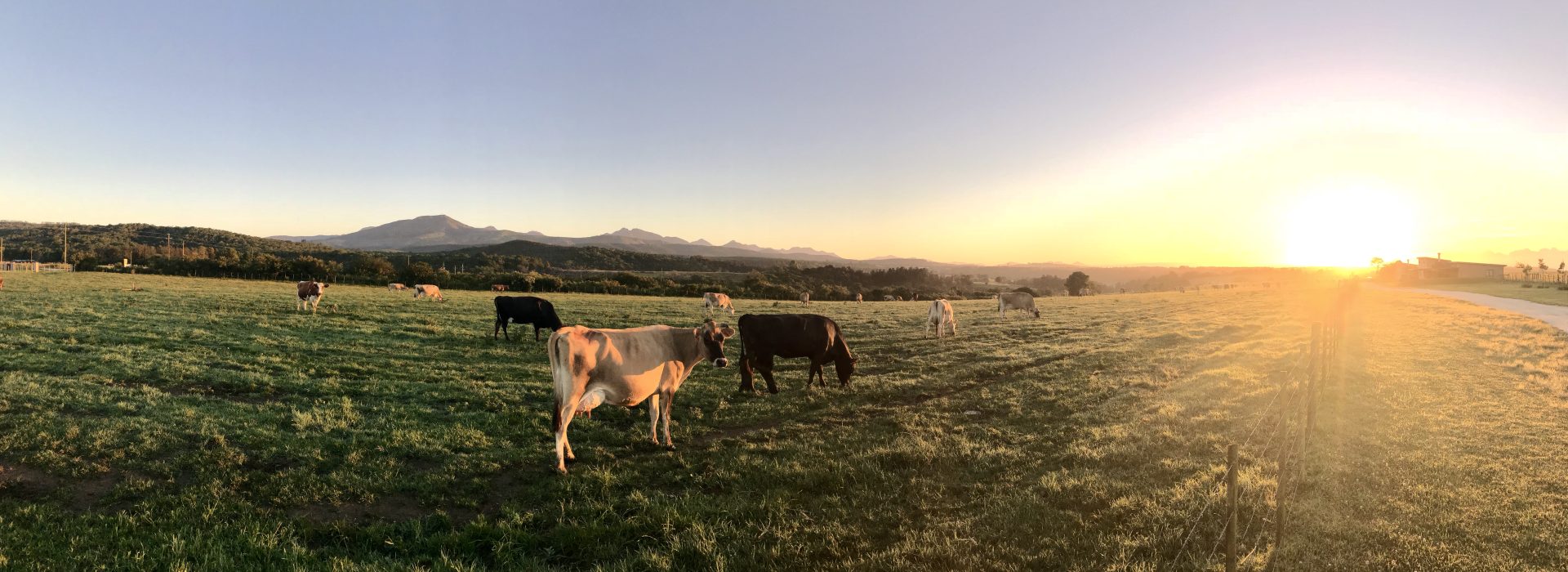 Debating the Role of Livestock in Regenerative Agriculture: Allan Savory vs George Monbiot