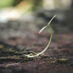 Soil, Soul, & Society: A Journey Towards Peace