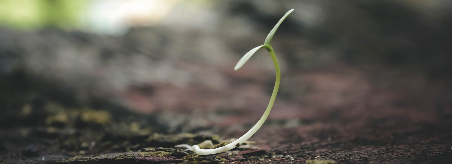 Soil, Soul, & Society: A Journey Towards Peace