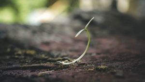 Soil, Soul, & Society: A Journey Towards Peace
