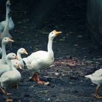 Feathered Pest Control: How Ducks Keep a South African Vineyard Blooming