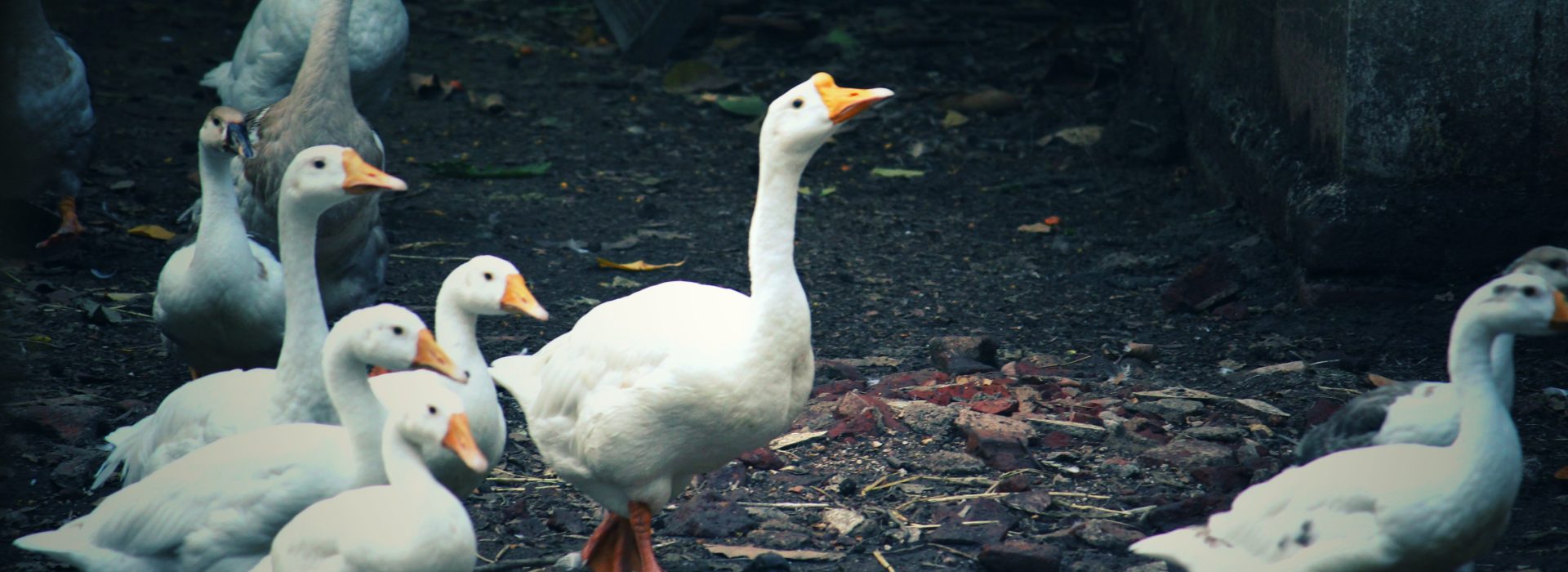 Feathered Pest Control: How Ducks Keep a South African Vineyard ...