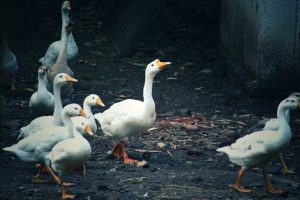 Feathered Pest Control: How Ducks Keep a South African Vineyard Blooming