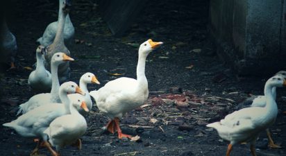 Feathered Pest Control: How Ducks Keep a South African Vineyard Blooming
