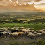 Allan Savory’s Vision for Reversing Desertification: A Talk at Harvard Law School
