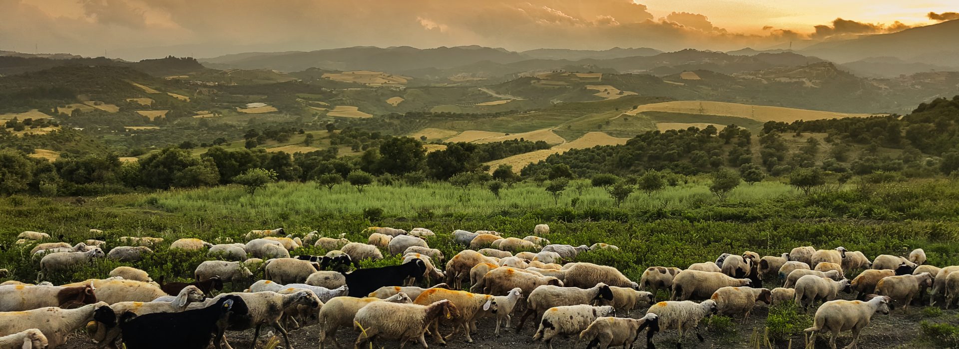 Allan Savory’s Vision for Reversing Desertification: A Talk at Harvard Law School