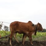 Reclaiming Agriculture: The Superiority of Traditional Wisdom Over Modern Science
