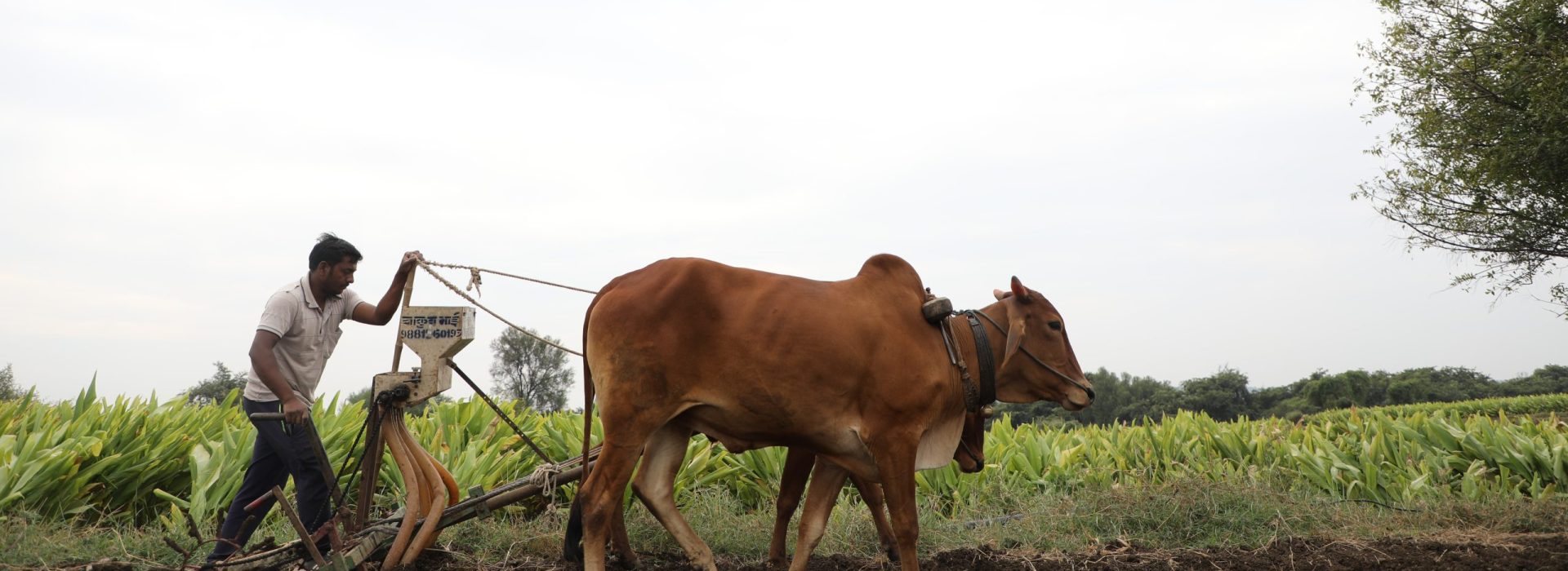 Reclaiming Agriculture: The Superiority of Traditional Wisdom Over Modern Science