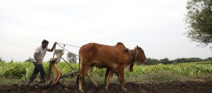 Reclaiming Agriculture: The Superiority of Traditional Wisdom Over Modern Science