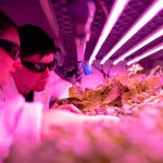 Tampering with the Web of Life: The Uncharted and Perilous Path of Genetic Editing