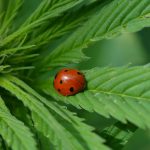 A Beginner’s Guide to Permaculture Principles and Practices