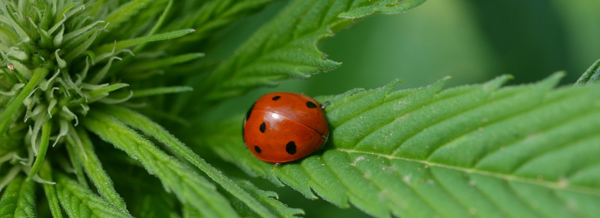 A Beginner’s Guide to Permaculture Principles and Practices