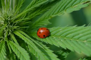 A Beginner’s Guide to Permaculture Principles and Practices