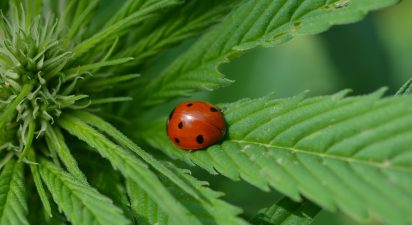 A Beginner’s Guide to Permaculture Principles and Practices