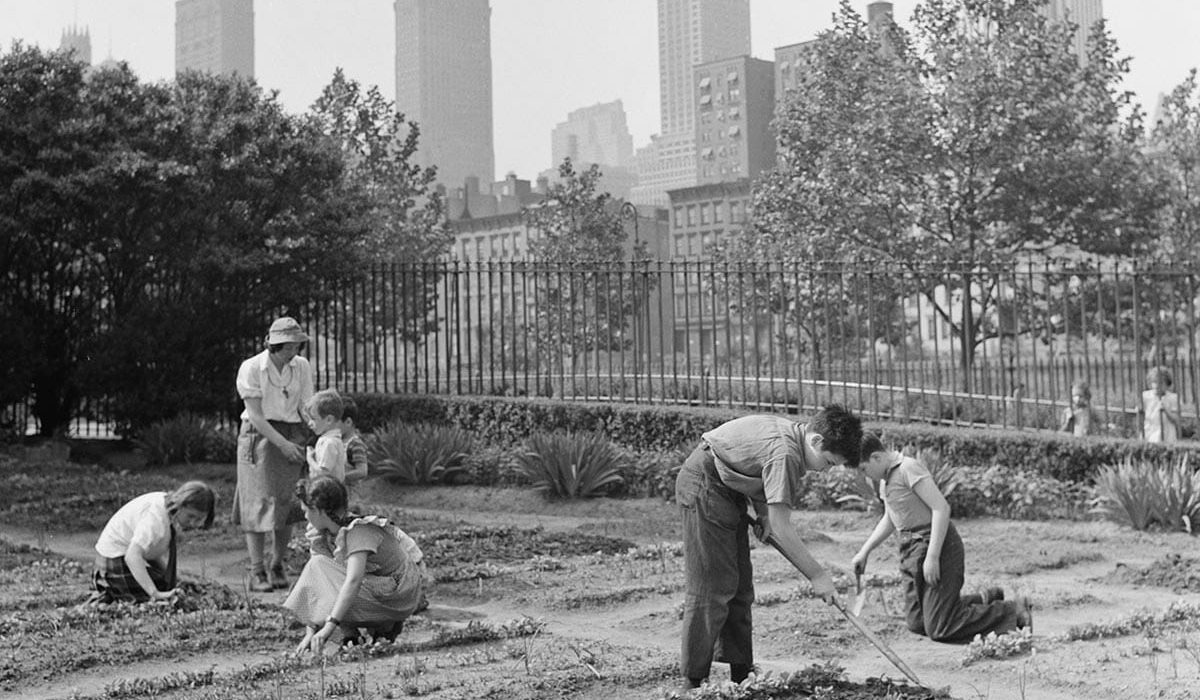 Urban Resilience and Community Growth: The Revival of Victory Gardens for a Sustainable Future