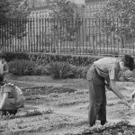 Urban Resilience and Community Growth: The Revival of Victory Gardens for a Sustainable Future