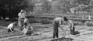 Urban Resilience and Community Growth: The Revival of Victory Gardens for a Sustainable Future